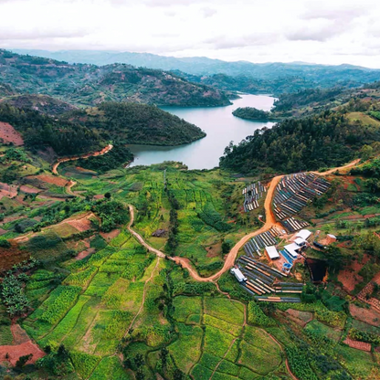 An image showing freshly harvested coffee beans spread out to dry on raised beds under the sun in Rwanda. The vibrant green landscape in the background highlights the lush environment where the coffee is cultivated, emphasizing the traditional and meticulous methods used in Rwandan coffee production.